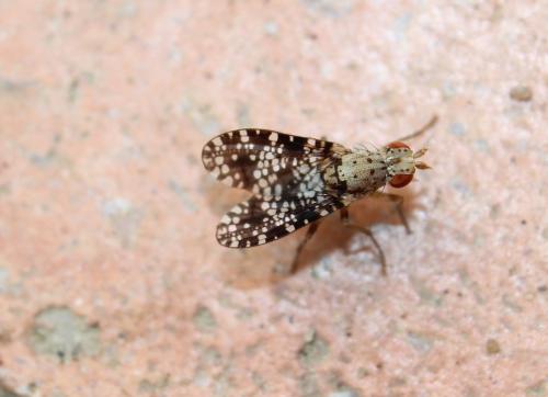 Réf. 192 752 : Trypetoptera punctulata